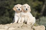 GOLDEN RETRIEVER 536